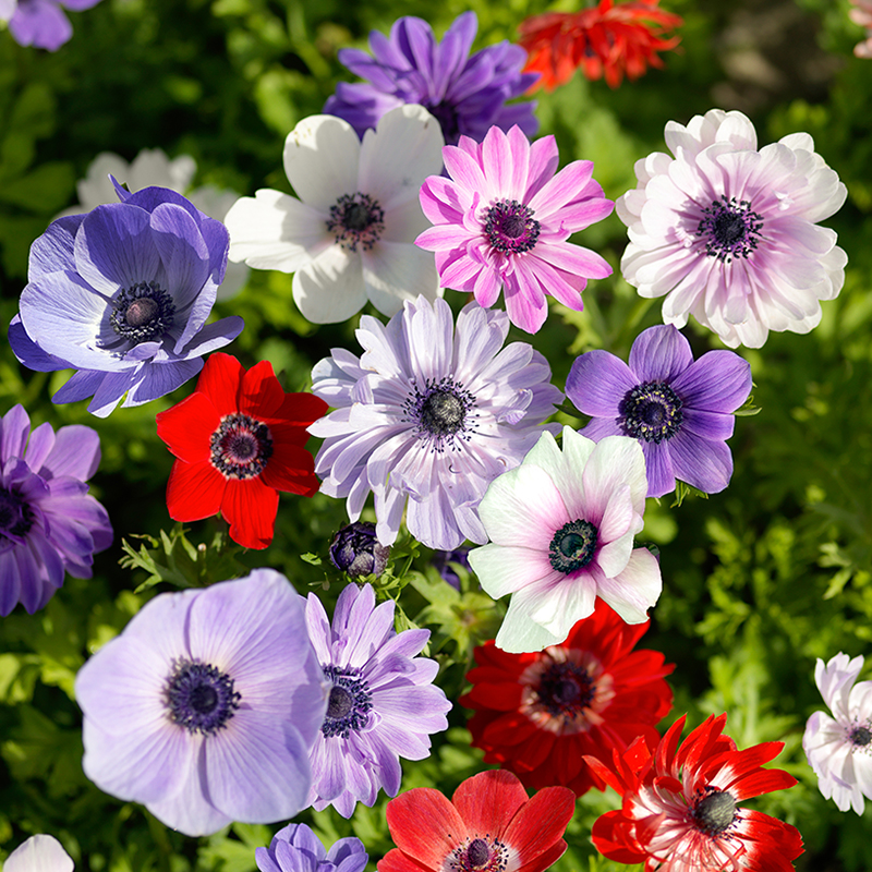 Anemone coronaria  De Caen