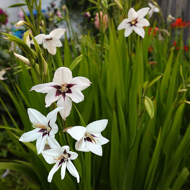 Abessijnse gladiool 1