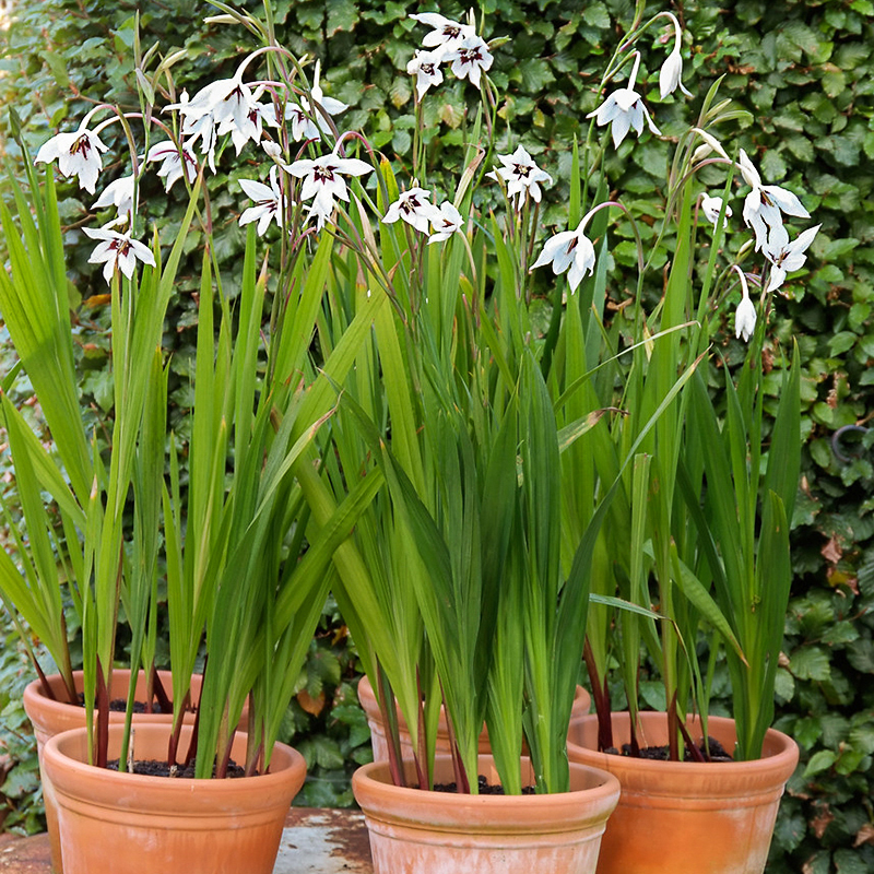 Abessinische Gladiole 3