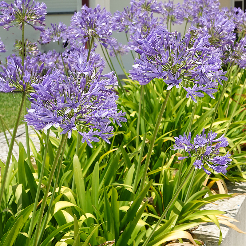 Agapanthus Blauw 2