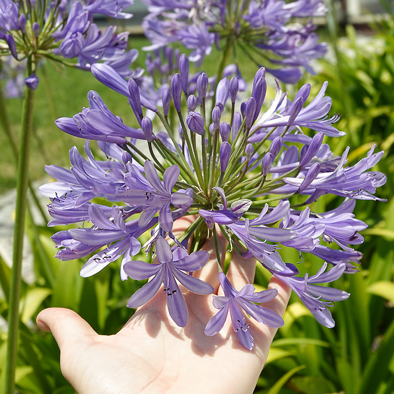 Agapanthus Dr. Brouwer 1