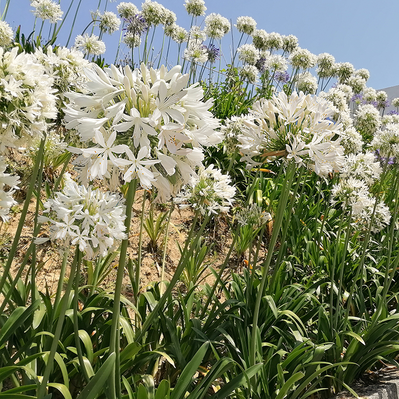 Agapanthus alba 2