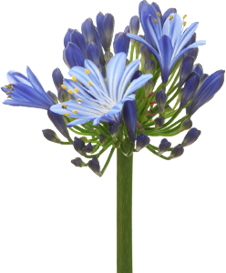Agapanthus Blauw