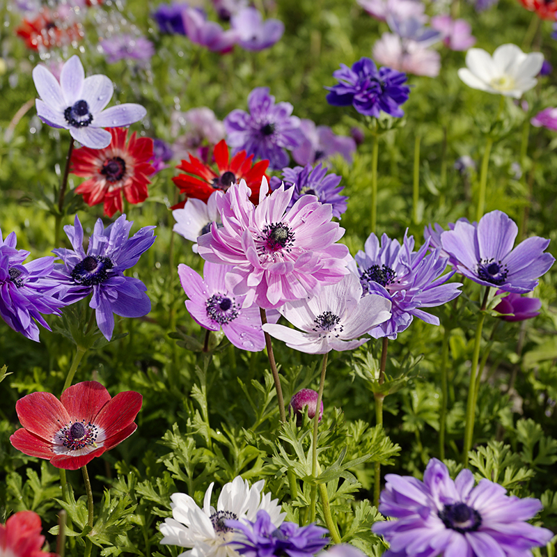 Anemone coronaria  De Caen