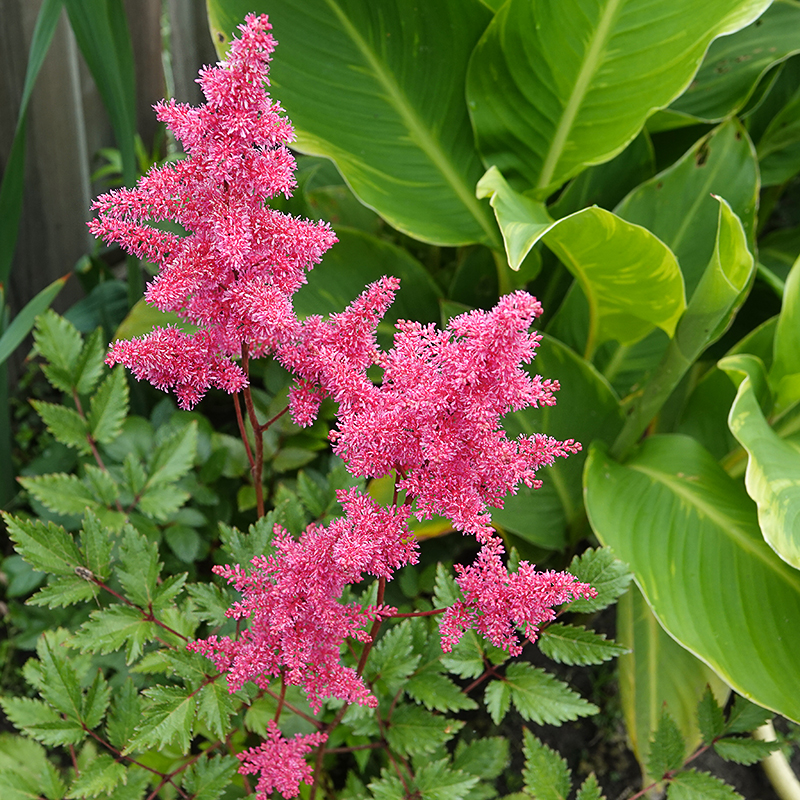Astilbe Rood 1