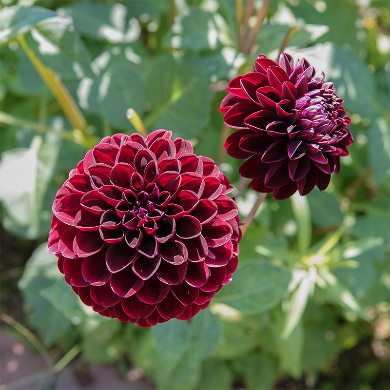 Dahlia Dark spirit 1