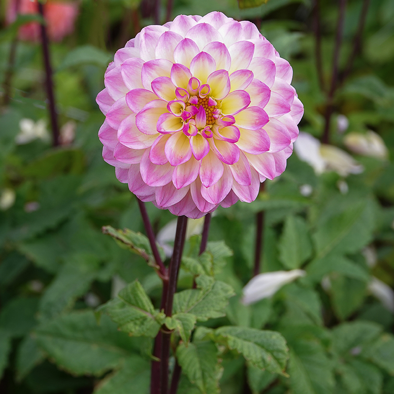 Dahlia El Paso 1