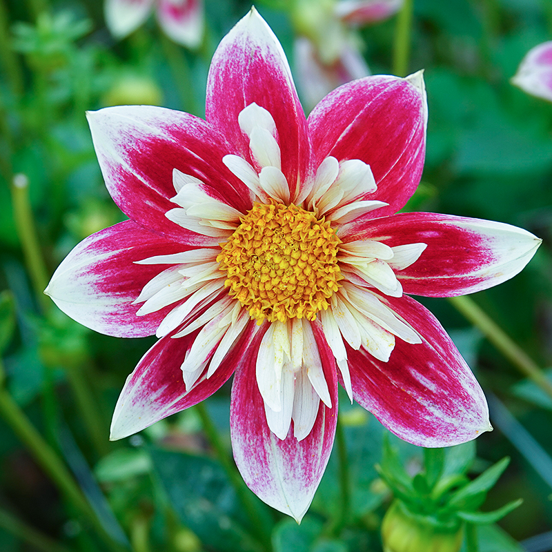 Dahlia Fashion Monger 1