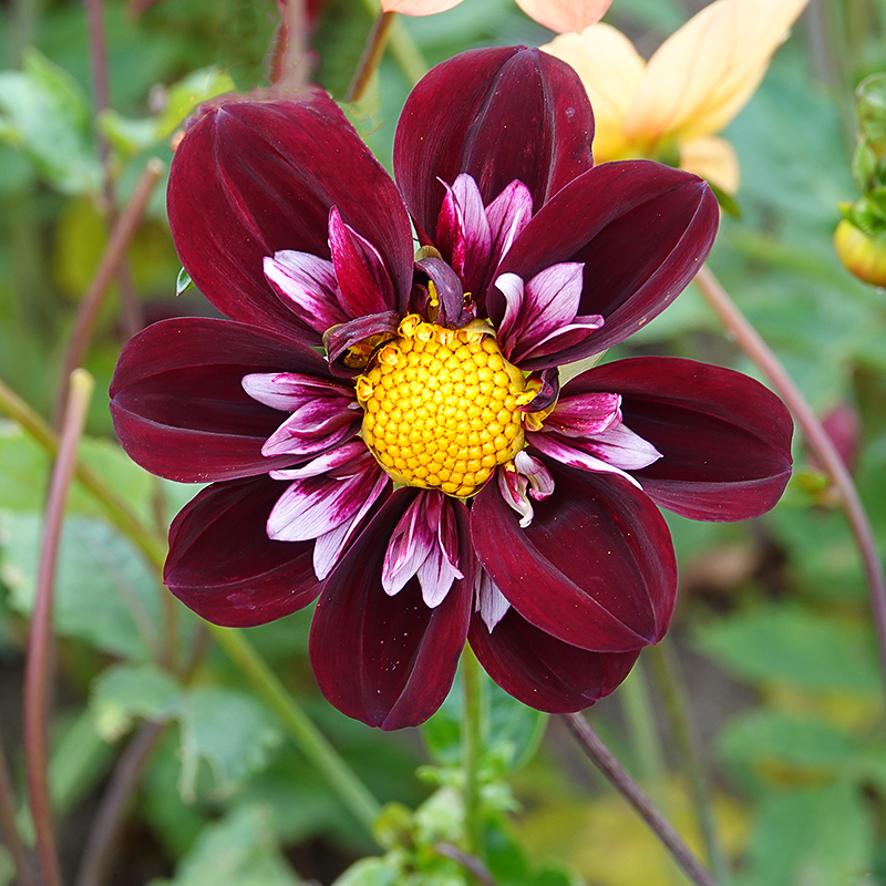 Dahlia joyfull investment 1