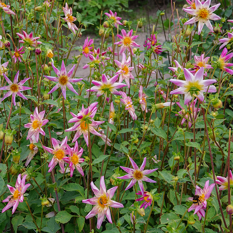 Dahlie Fancy Pants 2