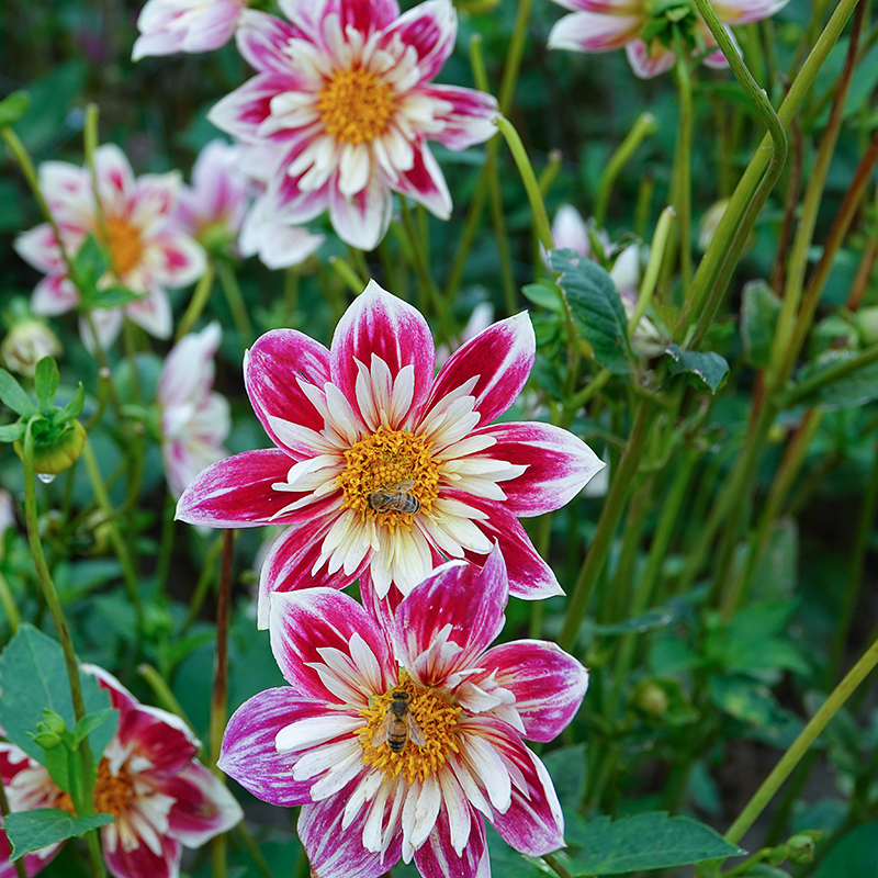 Dahlie Fashion Monger 3