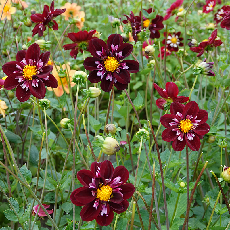 Dahlie joyfull investment 2