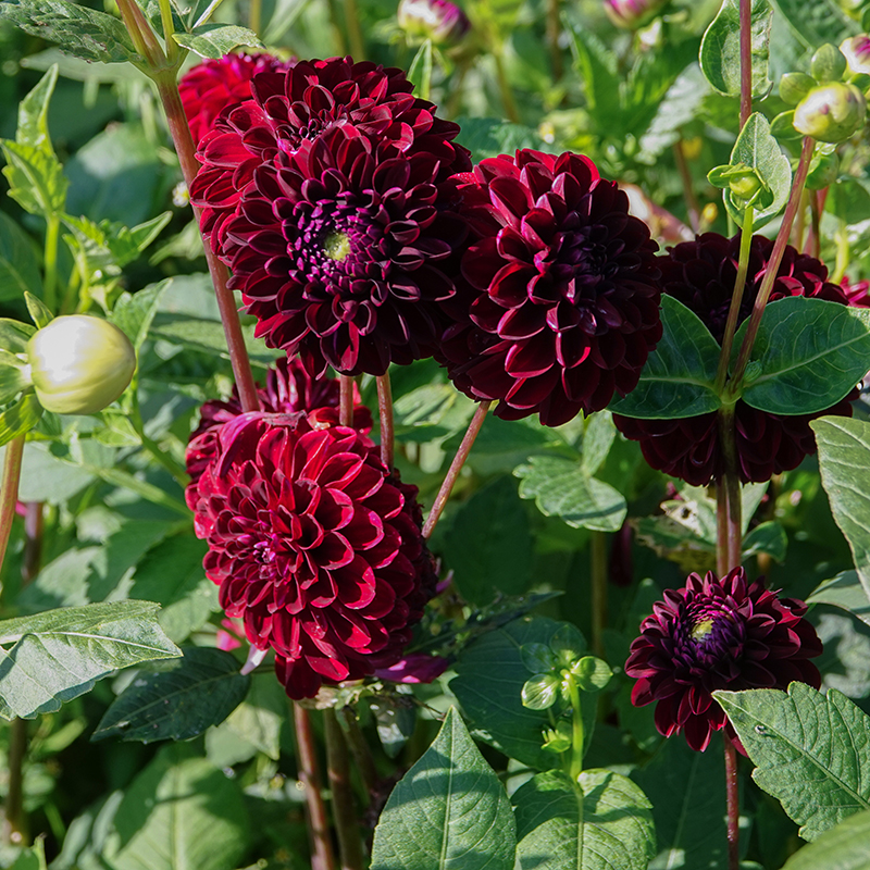 Dahlien dark spirit 4