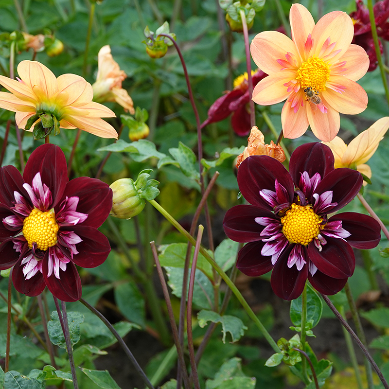 Dahlien joyfull investment 3