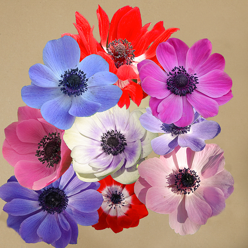 De Caen anemone