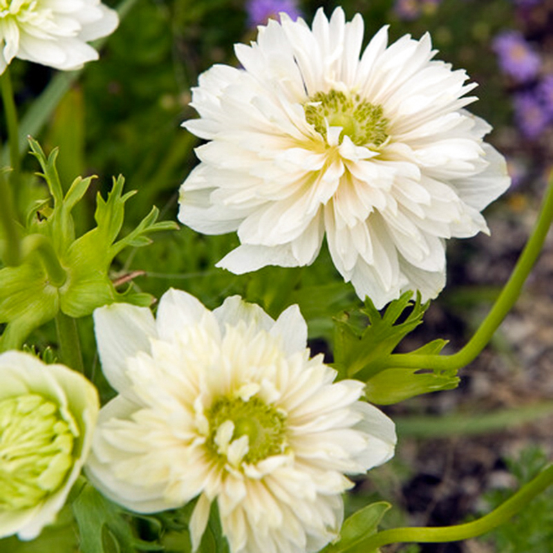 anemone Mount everest 2-2-3