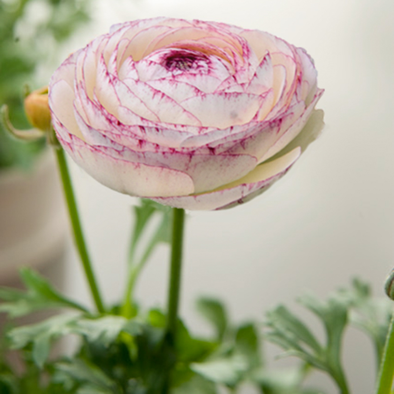 Elegance® Bianca Striato 2-2