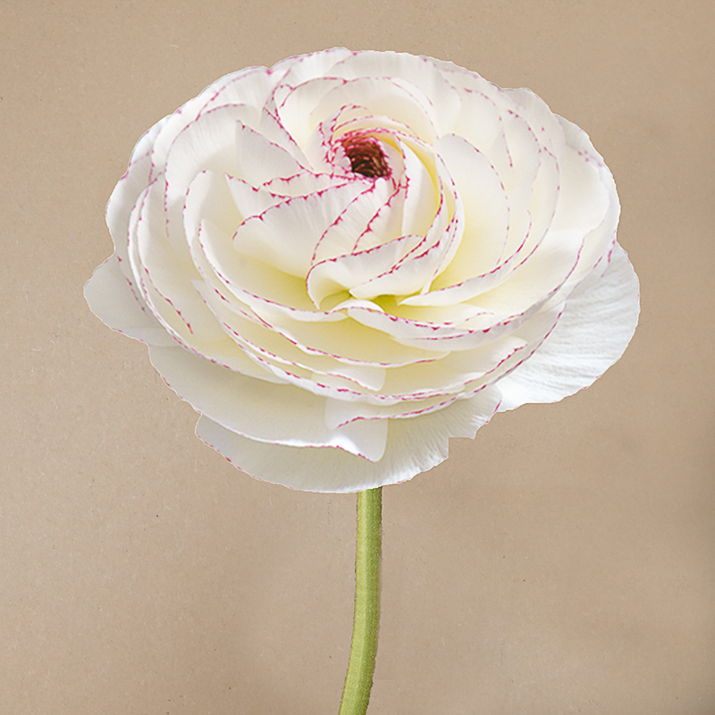 Elegance® Bianca Striato-2