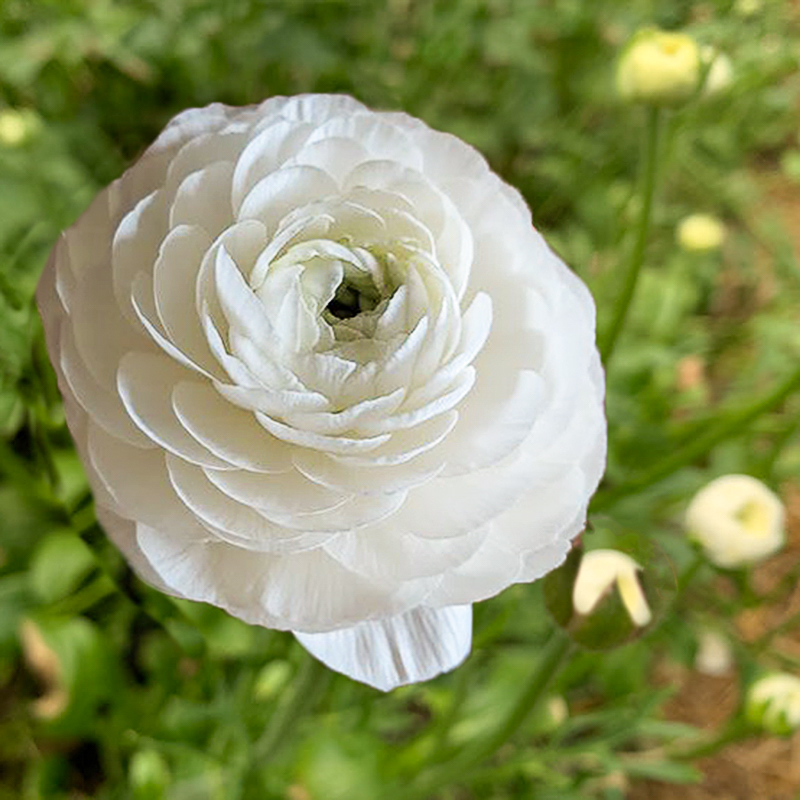 Elegance® Bianco italiaanse ranonkels