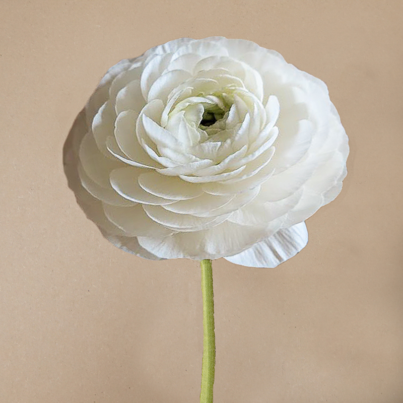 Elegance® Bianco ranunculus-2