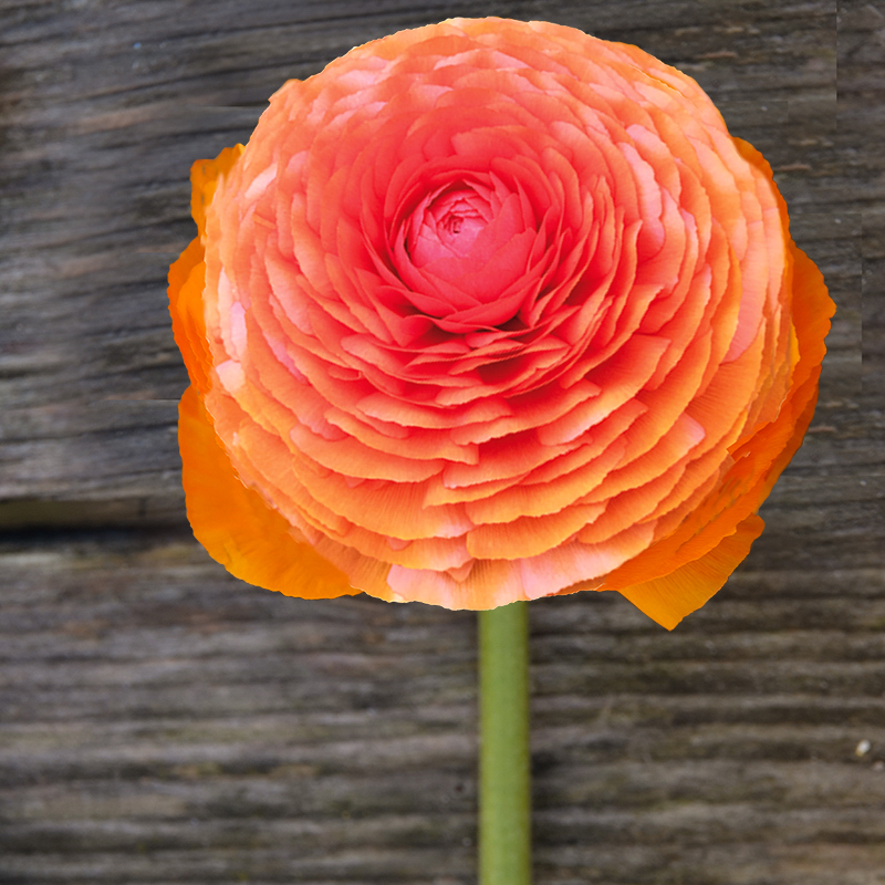 ranonkels Elegance® Clementine 2-2