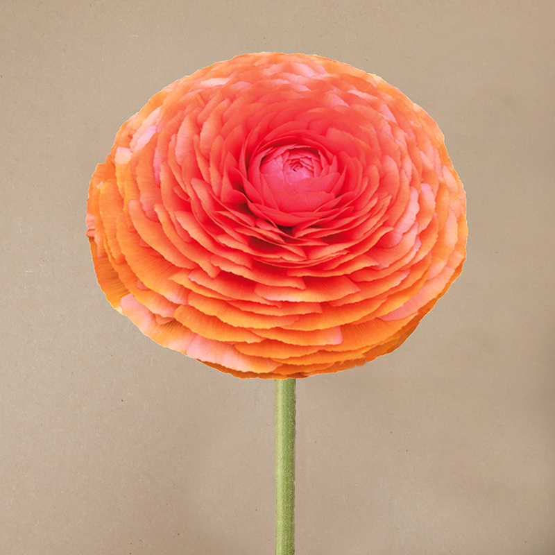 Ranonkels Elegance® Clementine