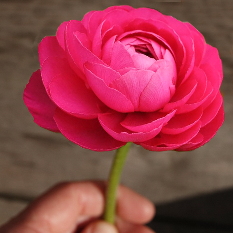 Elegance® Hot Pink 2-2