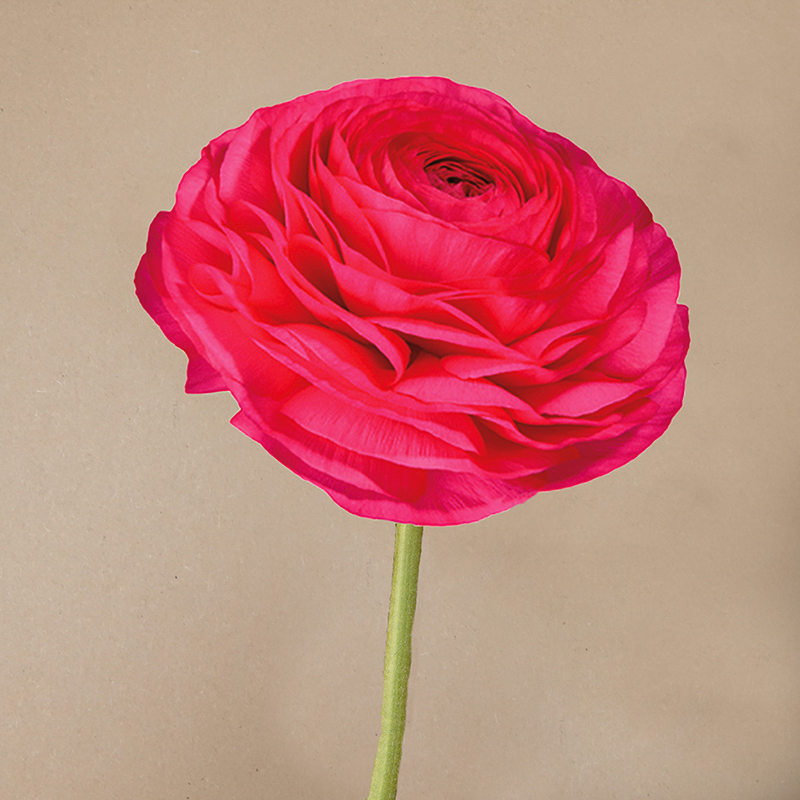 Elegance® Hot Pink ranonkel