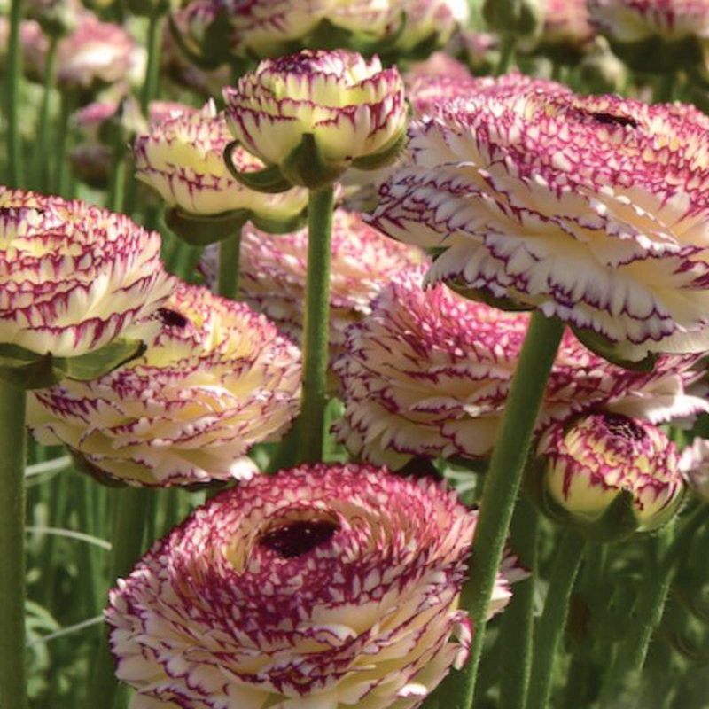 ranonkel Elegance® Pastello striato