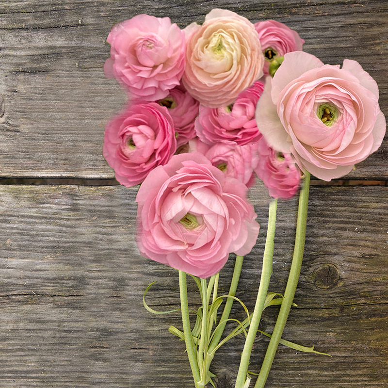 Ranonkels Elegance® Rosa Chiaro 2-2