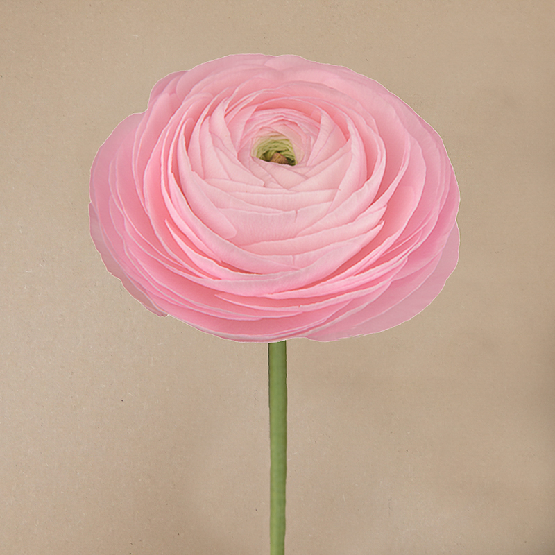 ranonkels Elegance® Rosa Chiaro-2