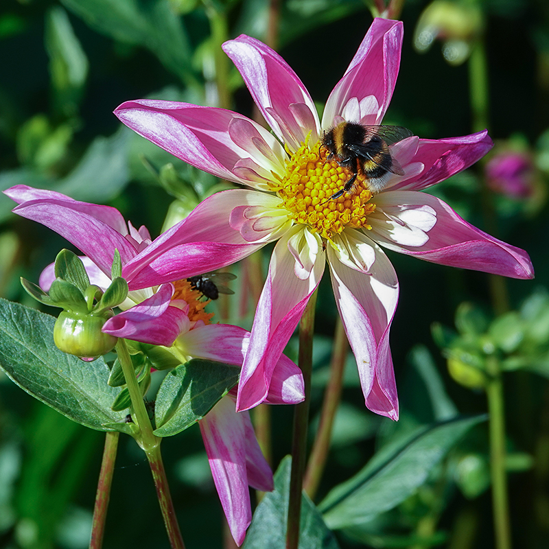 Fancy Pants dahlia 3