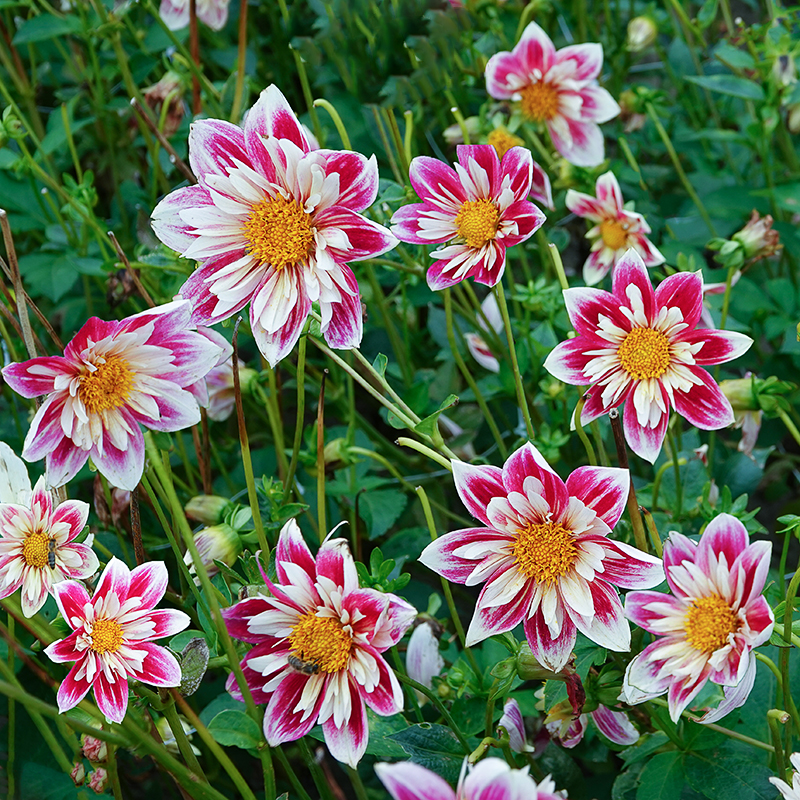 Fashion Monger dahlia 2