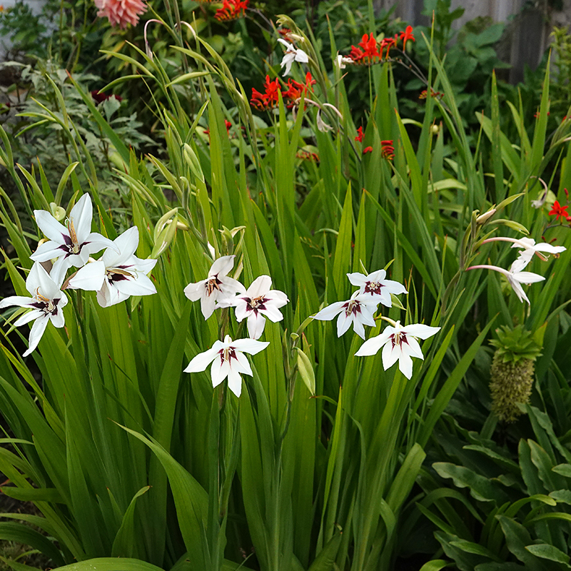 Gladiolus murielae 2