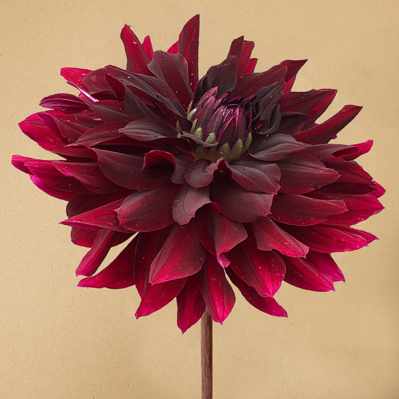 dahlia RIP city