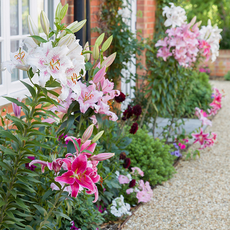 Flower,Border,In,An,English,Garden,With,Oriental,Lilies,,Lily,