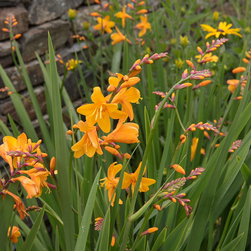 Z-CR-001A Emily Mckenzie