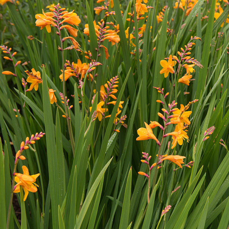 Z-CR-001B Emily Mckenzie