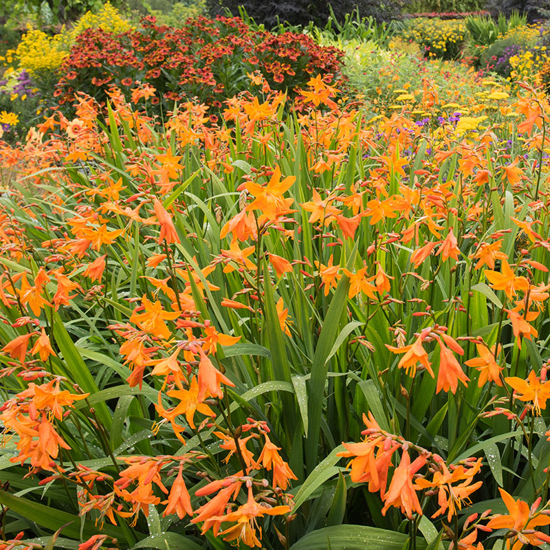 Z-CR-001C Emily Mckenzie