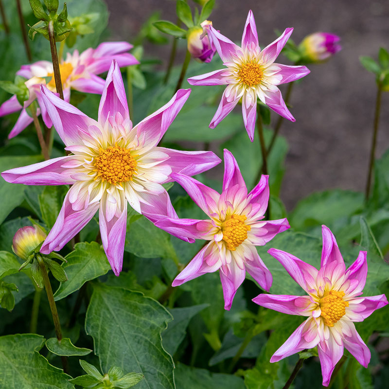 Z-DA-016B Fancy pants