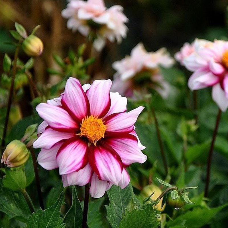 Z-DA-018C Edge of Joy