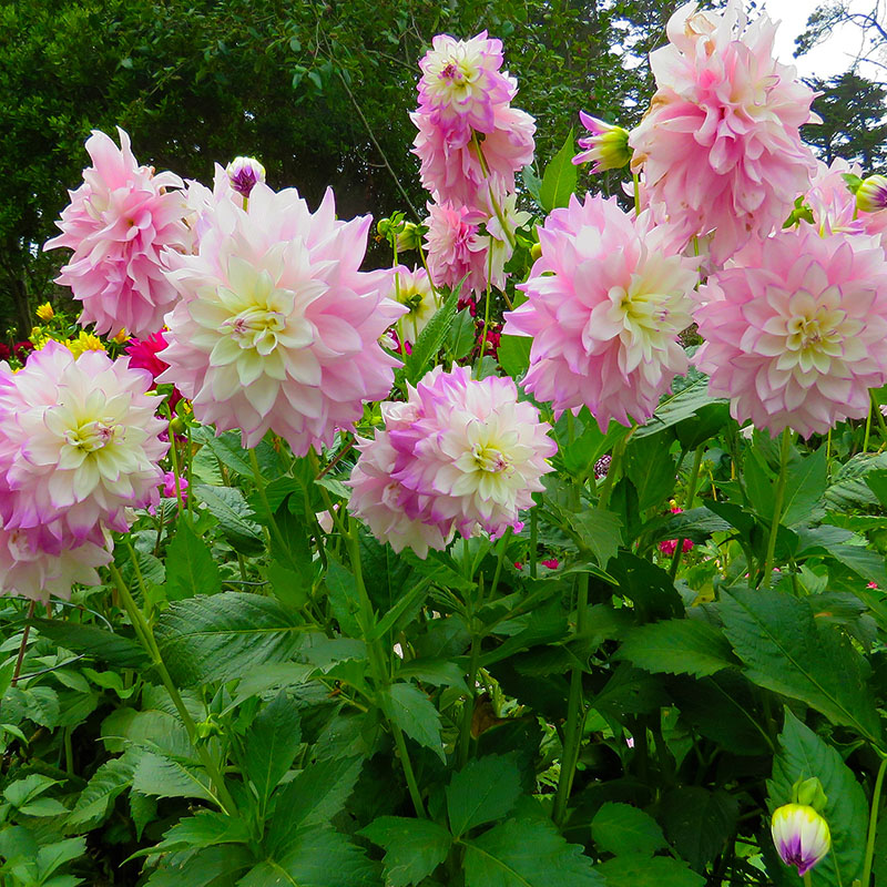 Z-DA-023B Victoria Ann