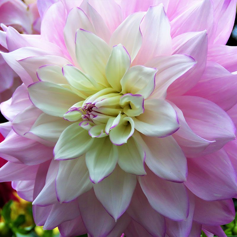 Z-DA-023C Victoria Ann