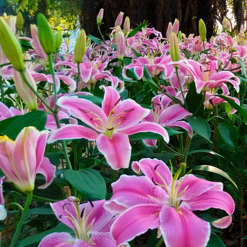 Z-LI-002C Table dance