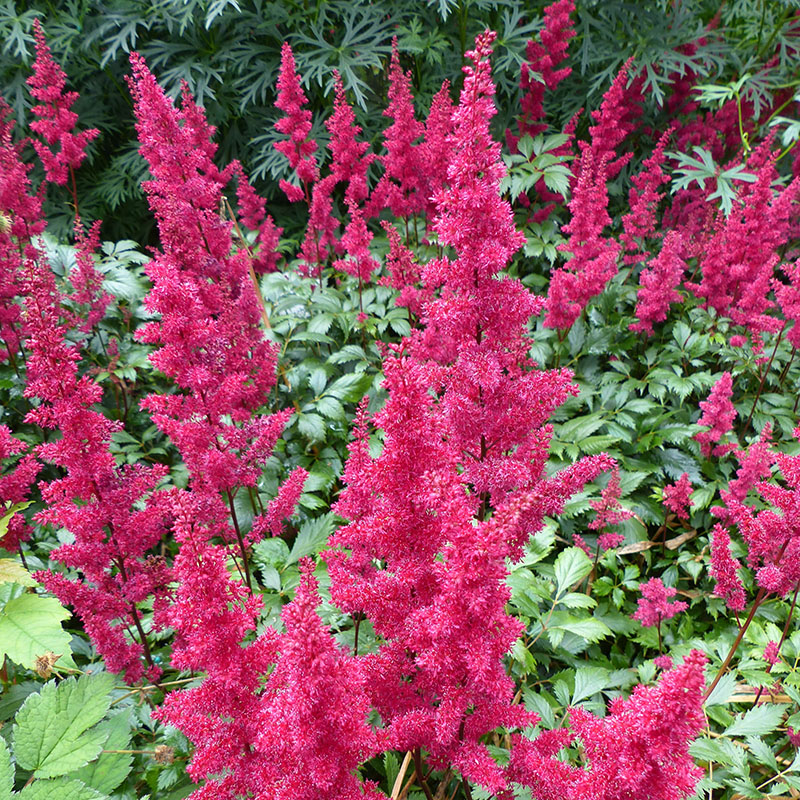 Z-OV-004B Astilbe red