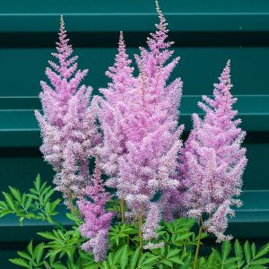 Astilbe roze