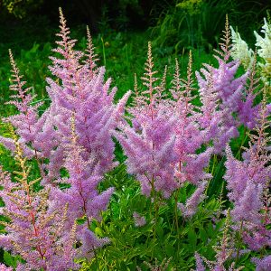 Astilbe roze