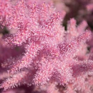 Astilbe roze