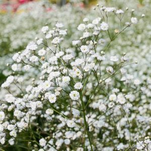 Gypsophila Bristol fairy