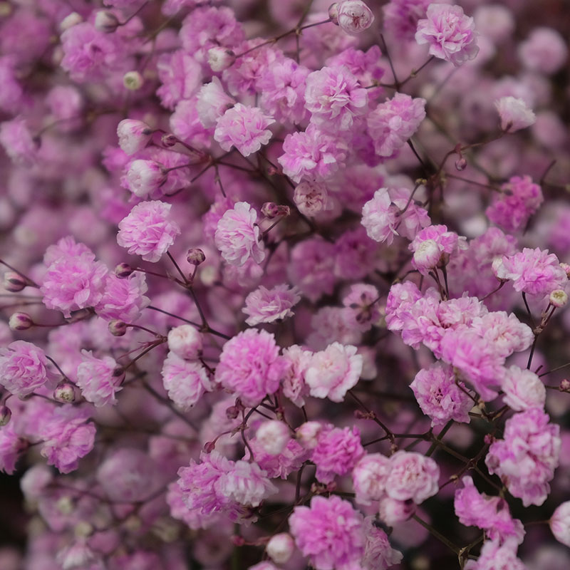 Z-OV-019A Gypsophila Rosea